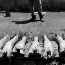 013_UAf.0295BW-Cows'-Feet-Zambia