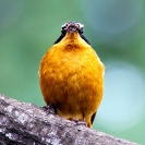 Wildlife - Bird