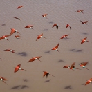 002_B27C.0648-Carmine-Bee-eaters-in-Flight-Merops-nubicoides