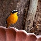 086_B37.7990-Heuglin's-Robin