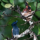 004_B39F.3V-African-Paradise-Flycatcher-female-feeding-nestlings