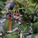 006_B39F.6-African-Paradise-Flycatcher-male-at-nest-Terpsiphone-viridis-