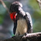 009_B29H.8283V-Crowned-Hornbill-Tockus-alboterminatus