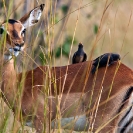 011_B42O.0847-Red-billed-Oxpeckers-on-Impala-Buphagus-erythrorhynchus