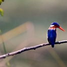 012_B28.44-Malachite-Kingfisher-Alcedo-cristata