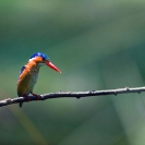 013_B28.45-Malachite-Kingfisher-Alcedo-cristata