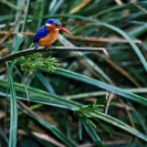014_B28.57-Malachite-Kingfisher-Alcedo-cristata