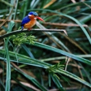 014_B28.57-Malachite-Kingfisher-Alcedo-cristata