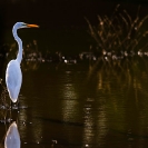 015_B5.0854-Great-White-Egret