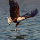 016_B11F.214A-African-Fish-Eagle-action