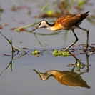 019_B16J.0692-African-Jacana-Actophilornis-africanus