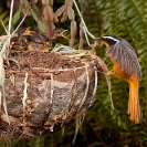 104_B37.8529-Heuglin's-Robin