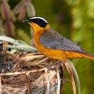 Wildlife - Bird