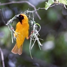 023_B44W.50-Masked-Weaver-male-nest-building