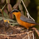 Wildlife - Bird