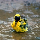 024_B44W.104-Village-Weaver-Bathing