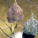 025_B44.6703-Masked-Weaver-female-inspecting-male's-nest
