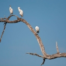 027_B5.1111-Cattle-Egrets