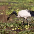 028_B7I.0801-Sacred-Ibis-Catching-Fish-Threskiornis-aethiopicus