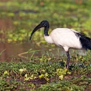 029_B7I.0802-Sacred-Ibis-in-Breeding-Plumage-Threskiornis-aethiopicus