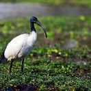 030_B7I.0809-Sacred-Ibis-Threskiornis-aethiopicus