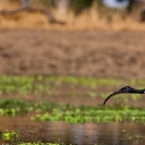 031_B7I.0817-Sacred-Ibis-in-Flight-Threskiornis-aethiopicus