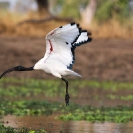 032_B7I.0820-Sacred-Ibis-in-Flight-Threskiornis-aethiopicus