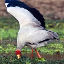 034_B7S.0786V-Yellowbilled-Stork-'Umbrella'-Fishing-Mycteria-ibis