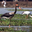 036_B7S.0796-Saddlebilled-Stork-(imm)-Ephippiorhynchus-senegalensis