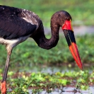 037_B7S.0800-Saddlebilled-Stork-(imm)-Ephippiorhynchus-senegalensis