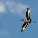 038_B7S.0828-Saddlebilled-Stork-in-Flight-Ephippiorhynchus-senegalensis