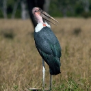 039_B7SM.1045-Marabou-Stork-Leptoptilus-crumeniferus