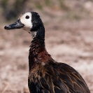 040_B8D.1779-Whitefaced-Duck-close-up-Dendrogygna-viduata