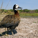 041_B8D.1804-Whitefaced-Duck-Dendrogygna-viduata