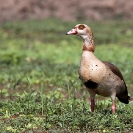 042_B8G.0731-Egyptian-Goose-Alopochen-aegypticus