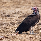 043_B10.1143-Lappetfaced-Vulture-Torgos-tracheliotus