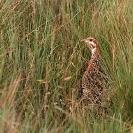 046_B14F.31-Nyika-Red-winged-Francolin