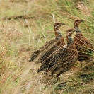 047_B14F.42-Nyika-Red-winged-Francolin