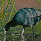 048_B16C.14-African-Red-knobbed-Coot