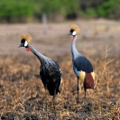 049_B17C.1186V-Southern-Crowned-Cranes-Balearica-regulorum