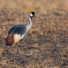 050_B17C.1189-Southern-Crowned-Crane-Balearica-regulorum