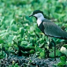 051_B19.58-Spur-winged-Lapwing-Vanellus-spinosus