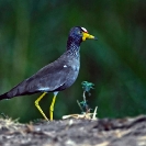 052_B19.60-African-Wattled-Plover