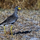 053_B19.61-African-Wattled-Plover