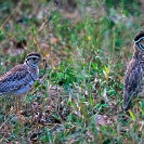 054_B19C.001-Three-banded-Courser-Rhinoptilus