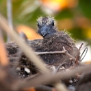 055_B21D.3681A-African-Red-eyed-Dove-Nestling