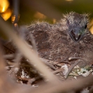 056_B21D.3741-African-Red-eyed-Dove-Nestling