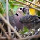 057_B21D.3966-Afrcan-Red-eyed-Dove-feeding-nestling