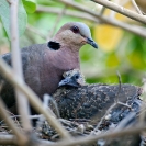 058_B21D.3985A-African-Red-eyed-Dove-with-nestling