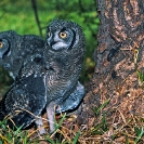 060_B24.33-Spotted-Eagle-Owl-Fledglings-on-Ground-Bubo-africanus